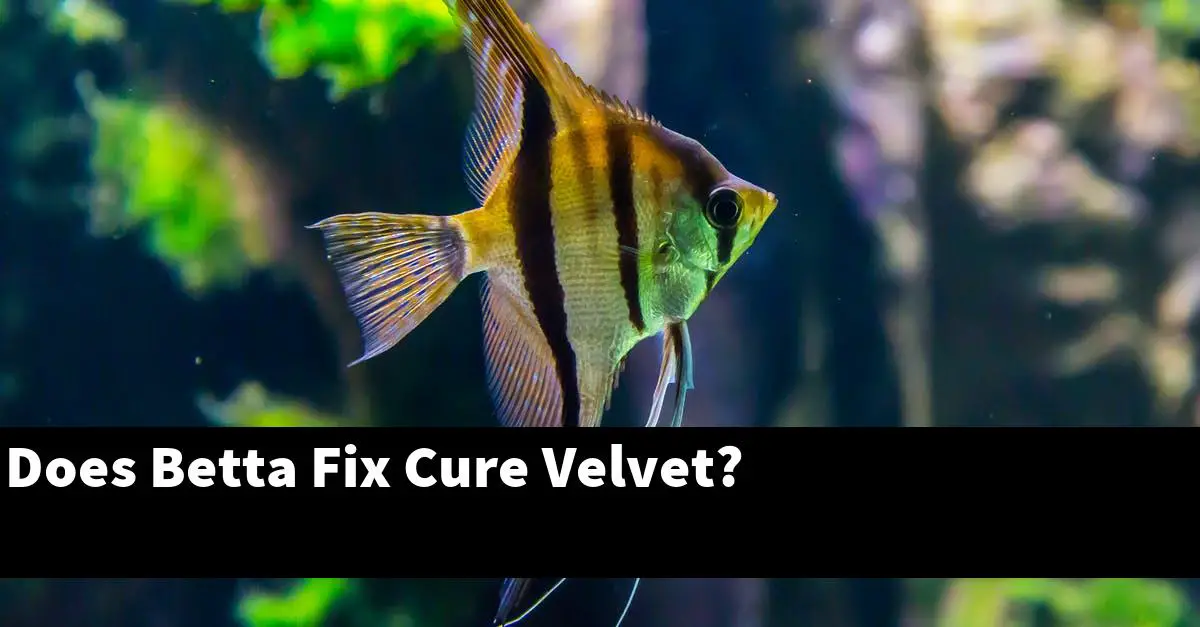 Does Betta Fix Cure Velvet?