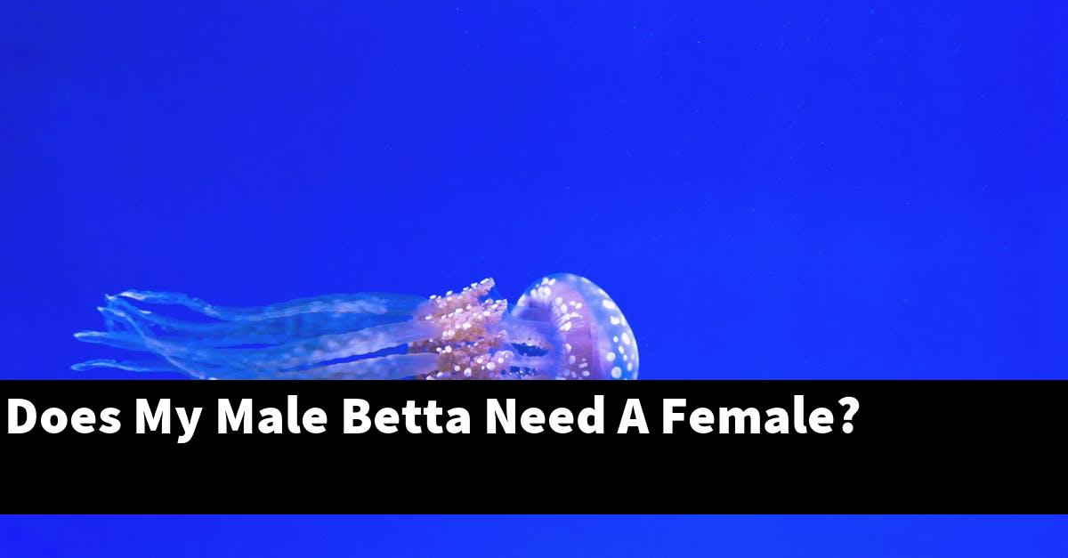 Does My Male Betta Need A Female?