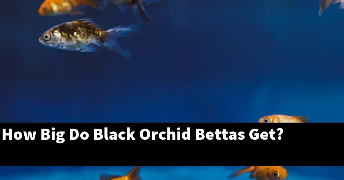 How Big Do Black Orchid Bettas Get?