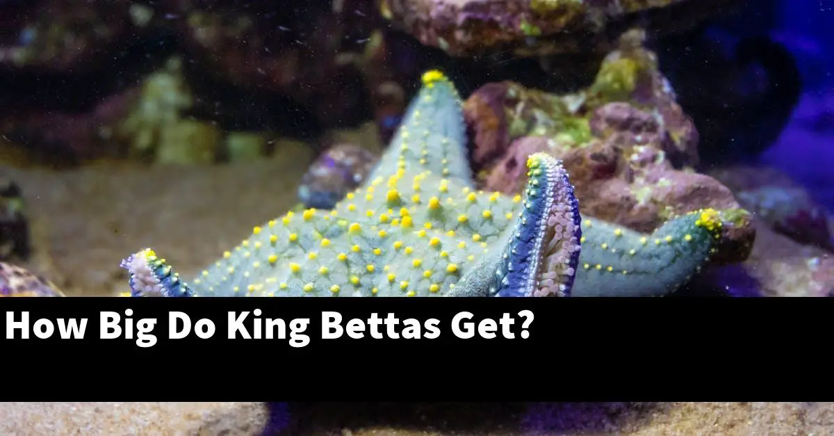 How Big Do King Bettas Get?