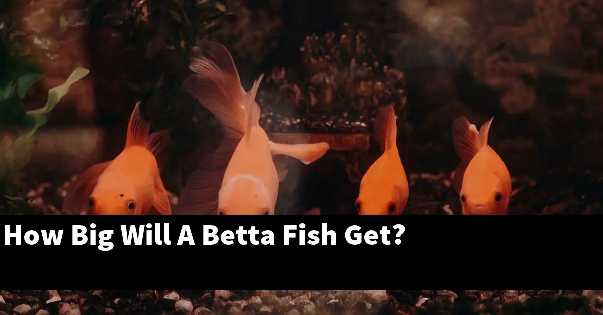 How Big Will A Betta Fish Get?