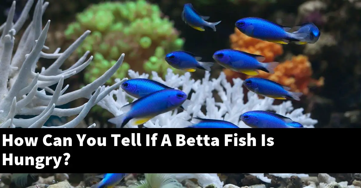 How Can You Tell If A Betta Fish Is Hungry?
