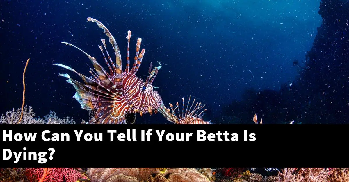 How Can You Tell If Your Betta Is Dying?