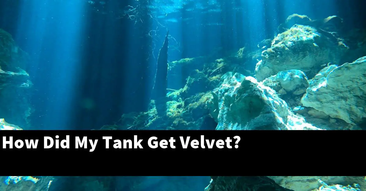 How Did My Tank Get Velvet?