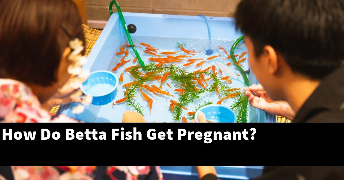 How Do Betta Fish Get Pregnant?