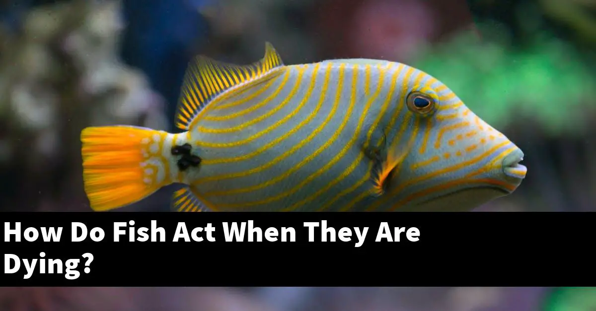 How Do Fish Act When They Are Dying?