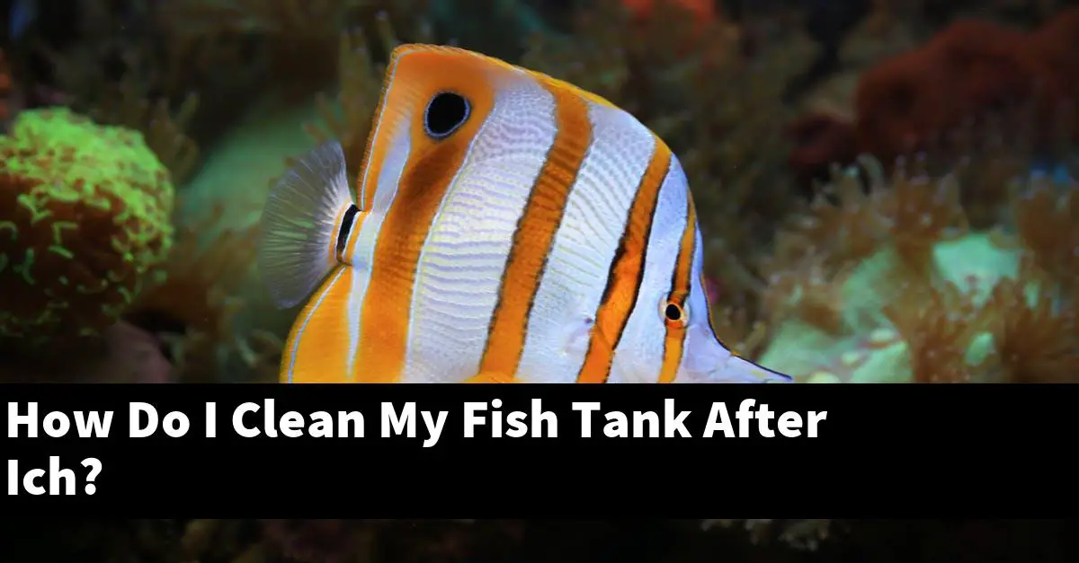 How Do I Clean My Fish Tank After Ich?