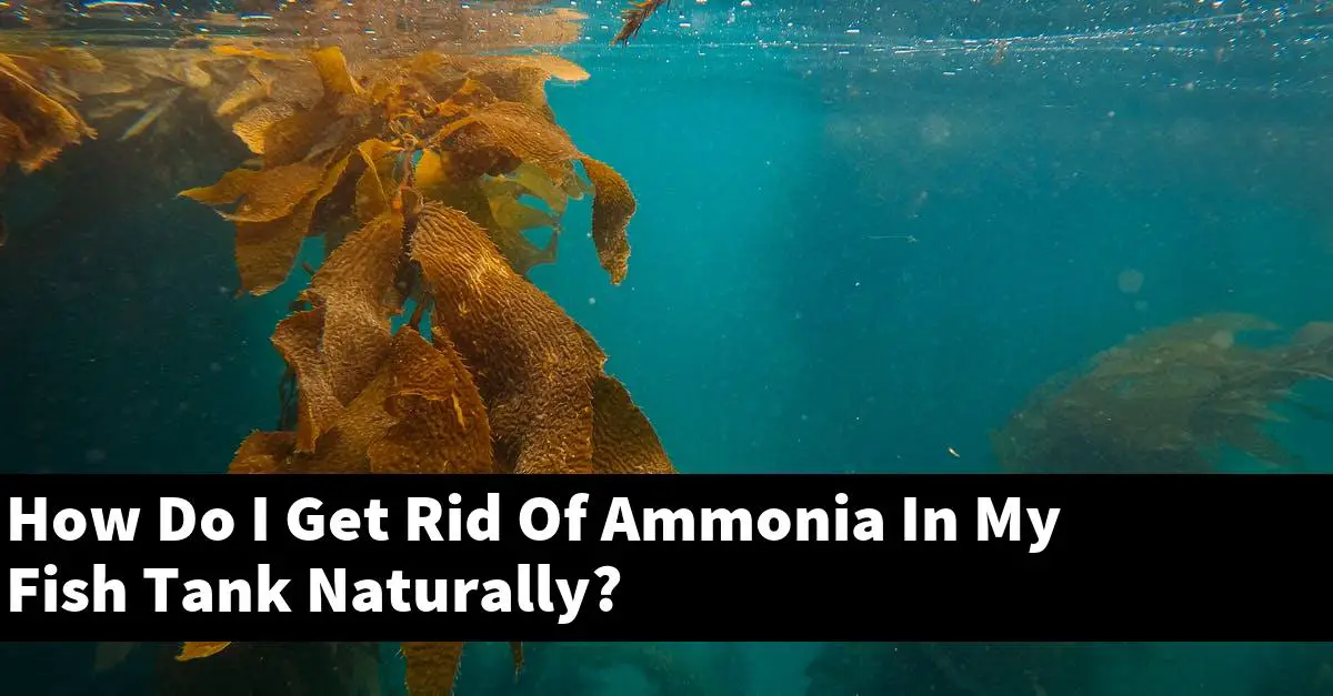 How Do I Get Rid Of Ammonia In My Fish Tank Naturally?