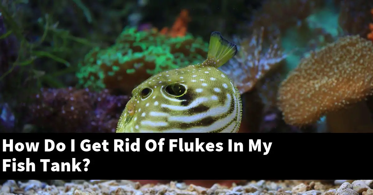 How Do I Get Rid Of Flukes In My Fish Tank?