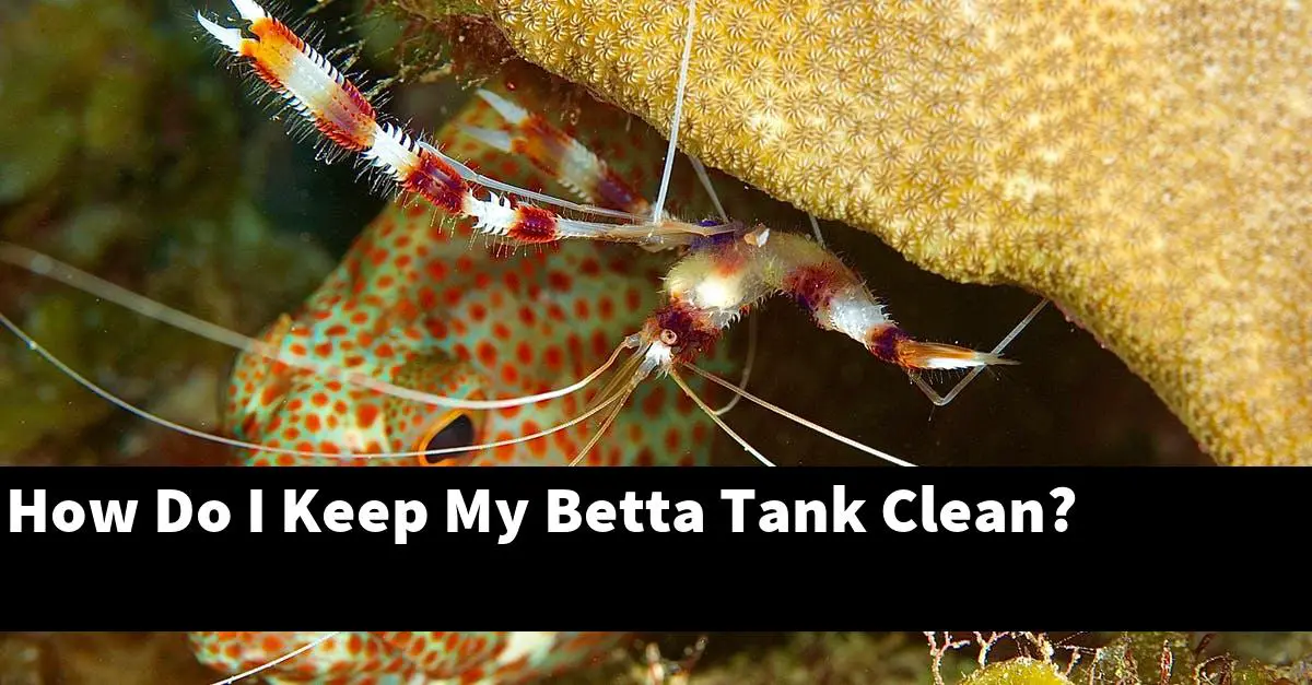 How Do I Keep My Betta Tank Clean?