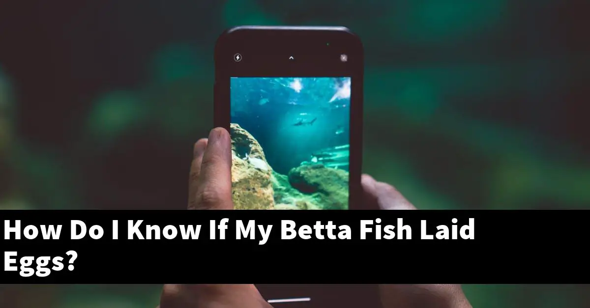 How Do I Know If My Betta Fish Laid Eggs?