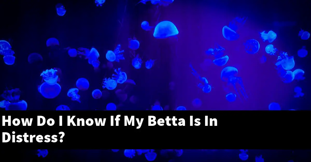 How Do I Know If My Betta Is In Distress?