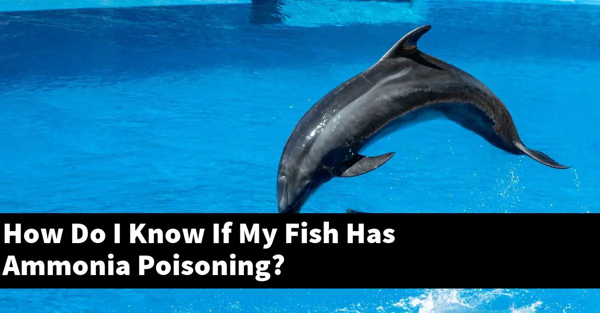 How Do I Know If My Fish Has Ammonia Poisoning?