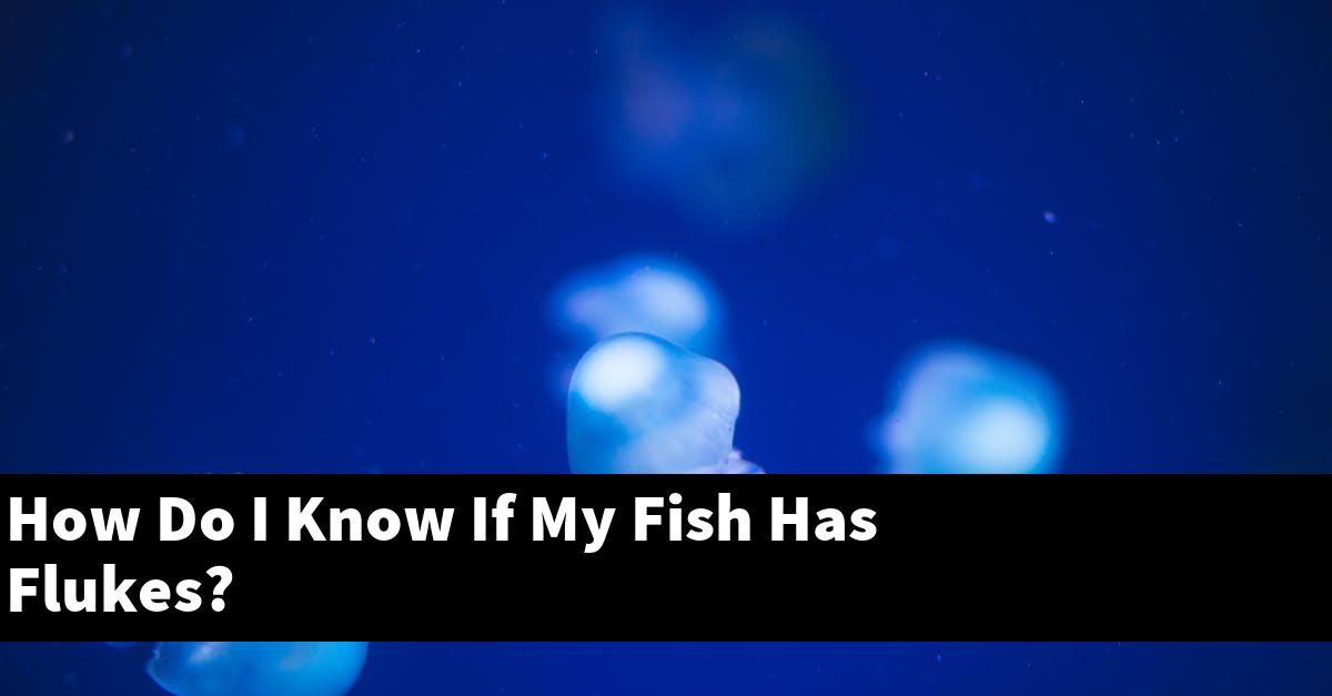 How Do I Know If My Fish Has Flukes?