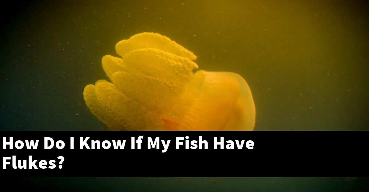 How Do I Know If My Fish Have Flukes?