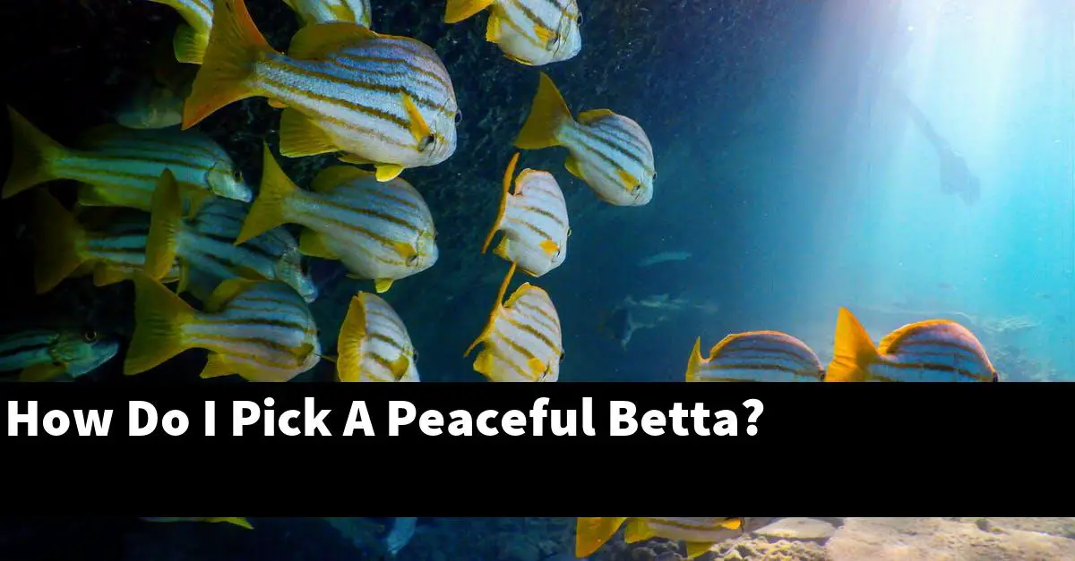 How Do I Pick A Peaceful Betta?