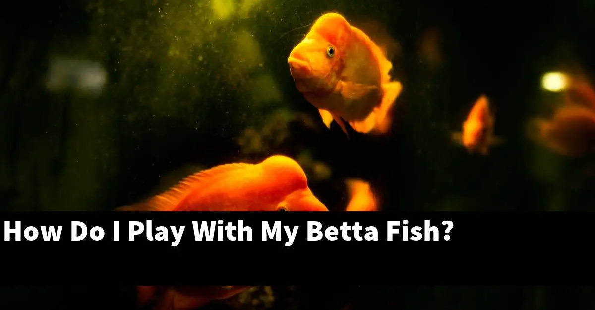 How Do I Play With My Betta Fish?