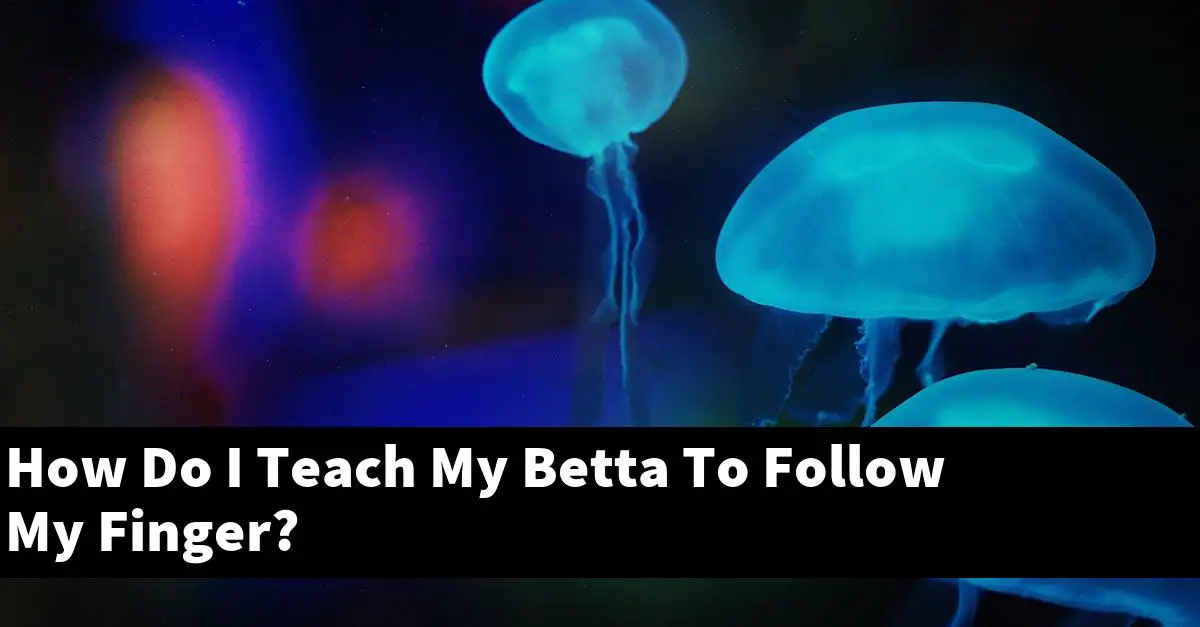 How Do I Teach My Betta To Follow My Finger?