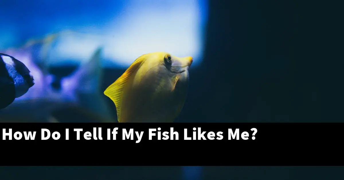 How Do I Tell If My Fish Likes Me?