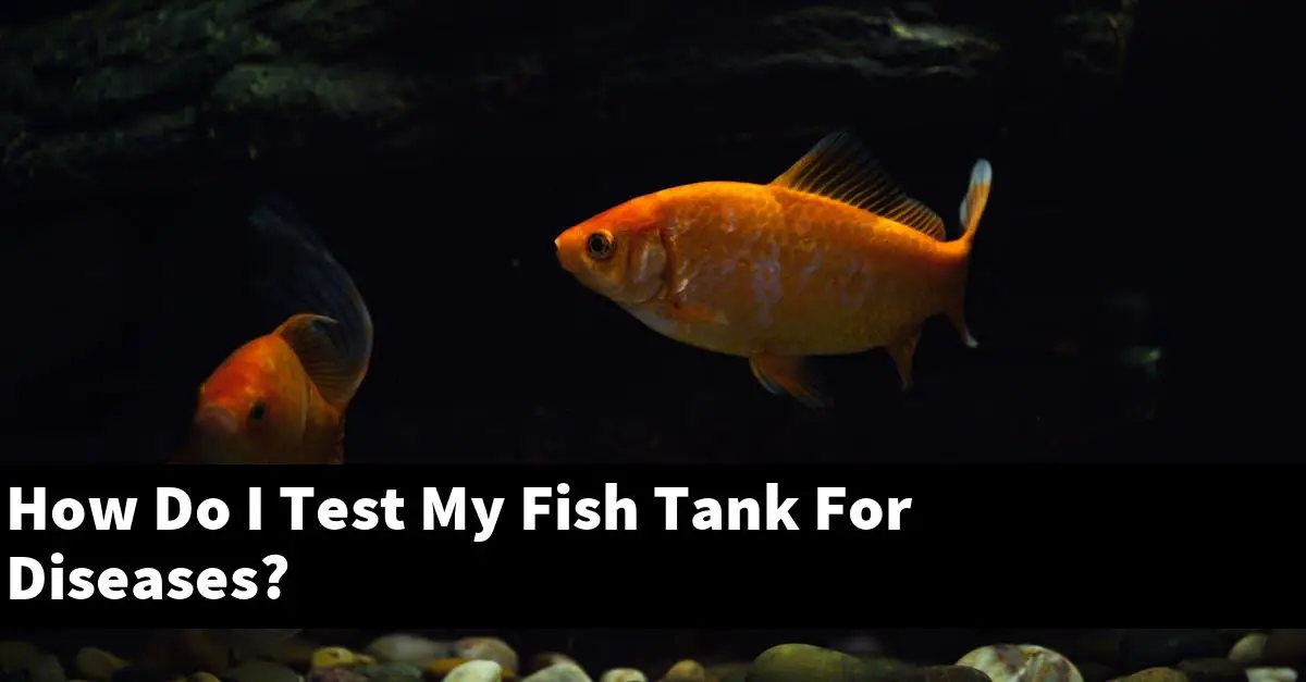 How Do I Test My Fish Tank For Diseases?