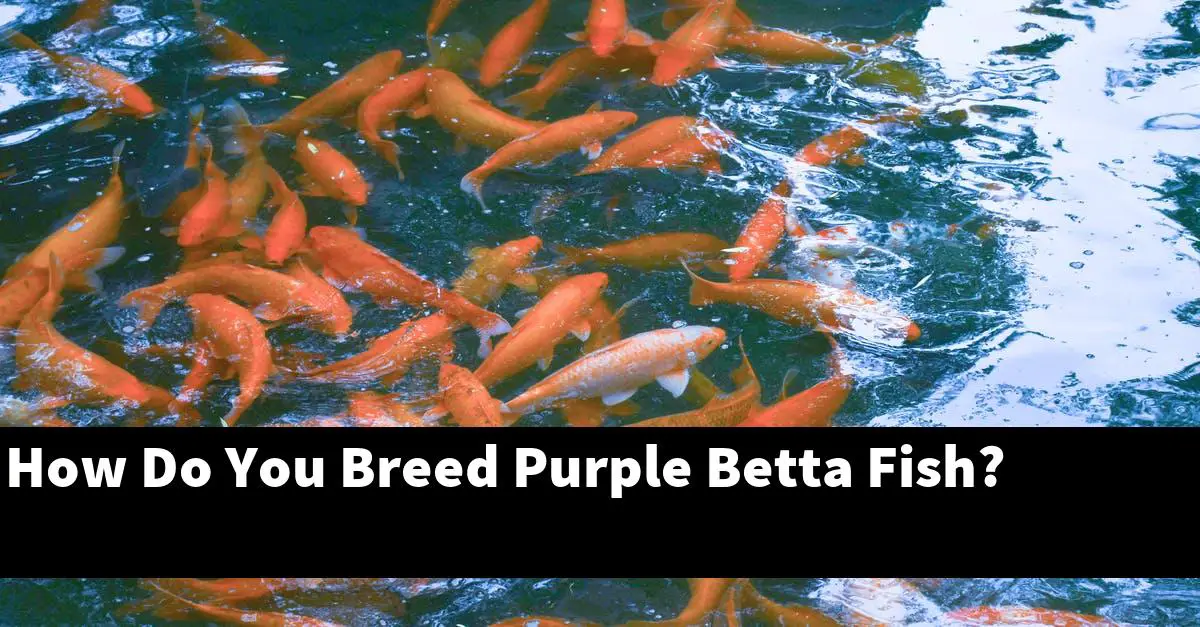 How Do You Breed Purple Betta Fish?