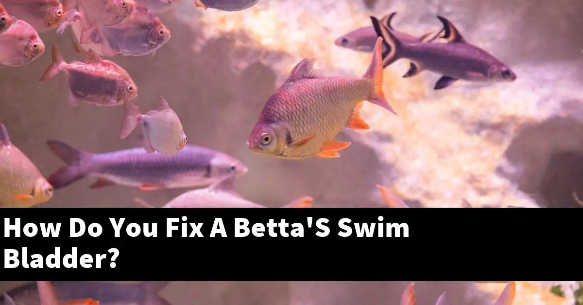 How Do You Fix A Betta'S Swim Bladder?