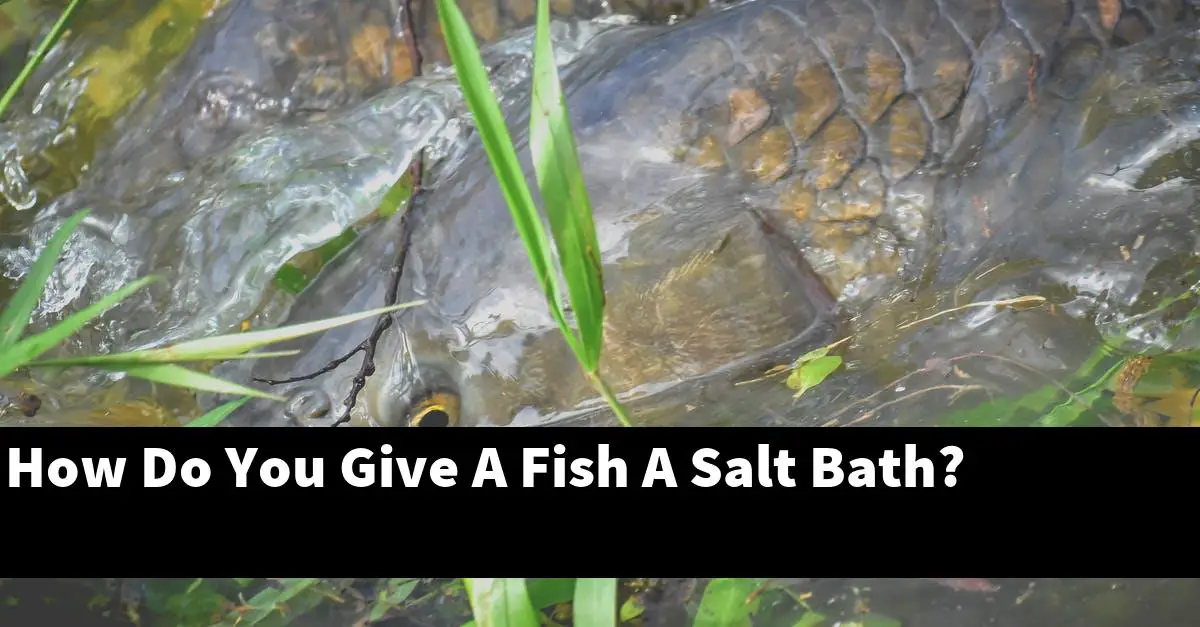 How Do You Give A Fish A Salt Bath?