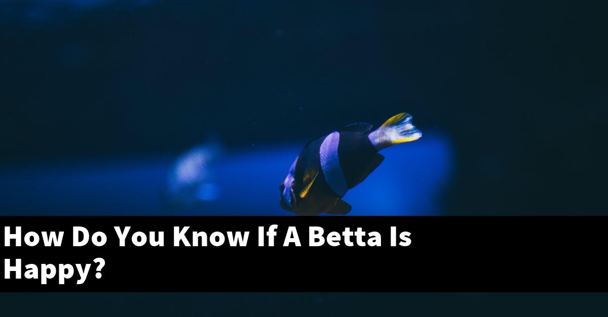 How Do You Know If A Betta Is Happy?