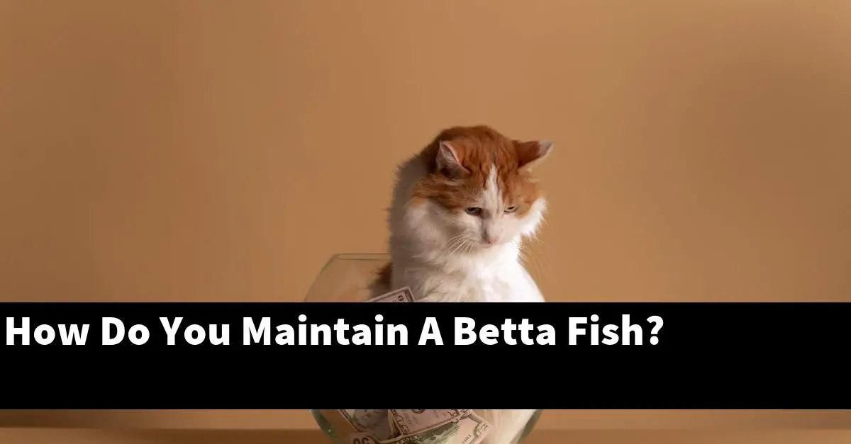 How Do You Maintain A Betta Fish?