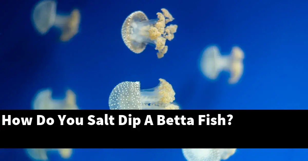 How Do You Salt Dip A Betta Fish?