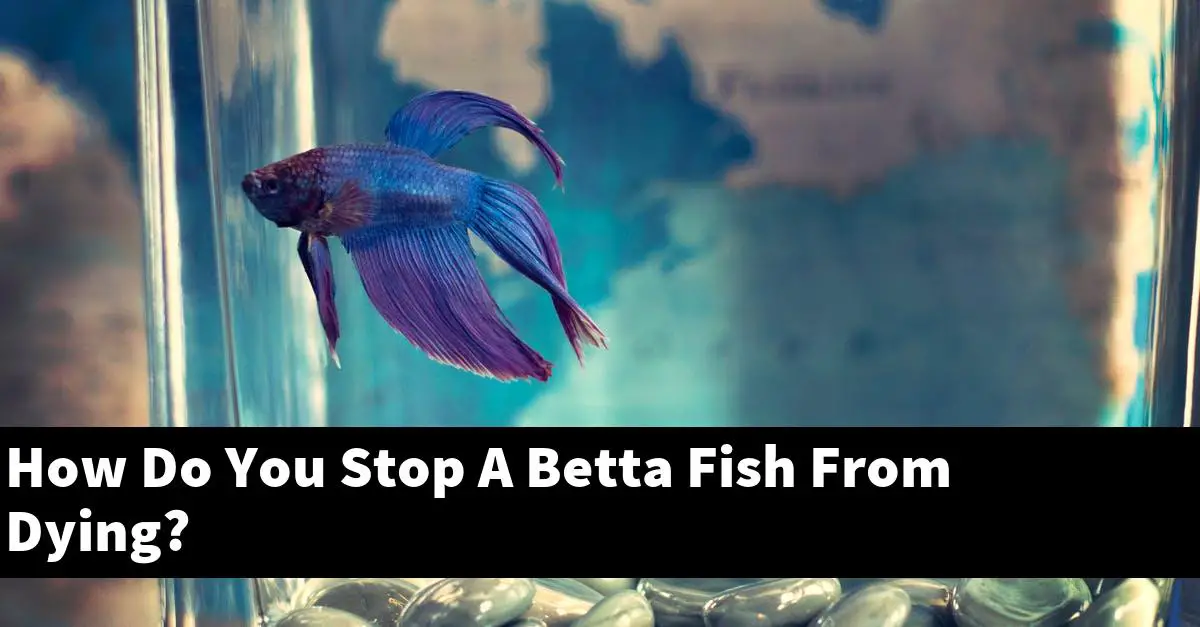 How Do You Stop A Betta Fish From Dying?
