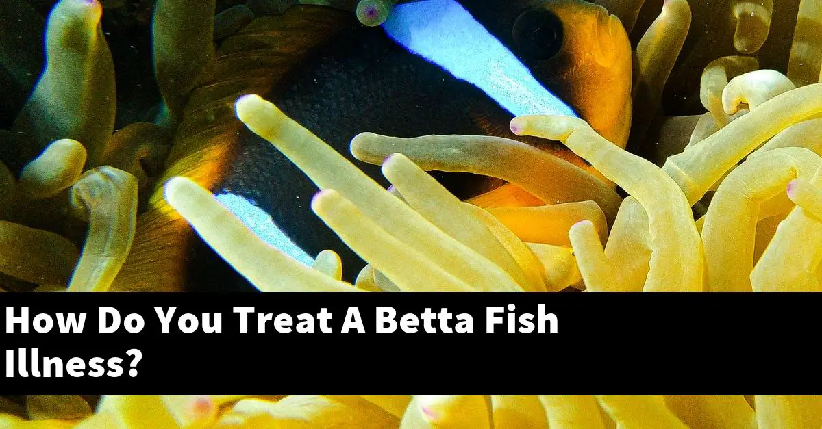 How Do You Treat A Betta Fish Illness?