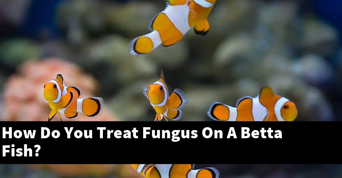 How Do You Treat Fungus On A Betta Fish?