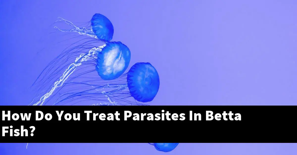 How Do You Treat Parasites In Betta Fish?