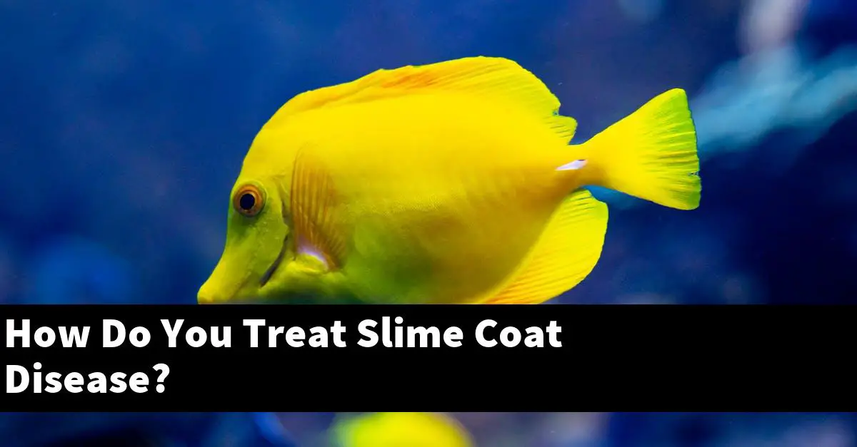 How Do You Treat Slime Coat Disease?