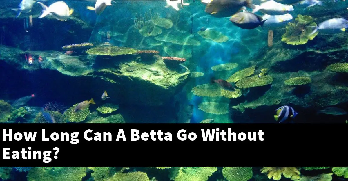 How Long Can A Betta Go Without Eating?