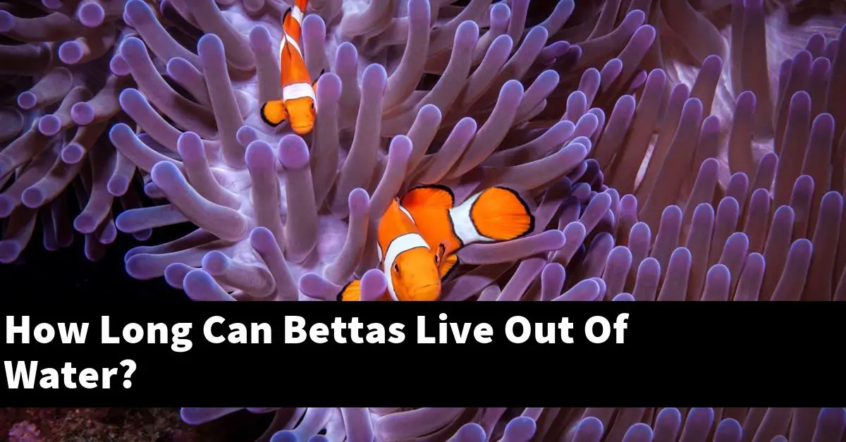 How Long Can Bettas Live Out Of Water?