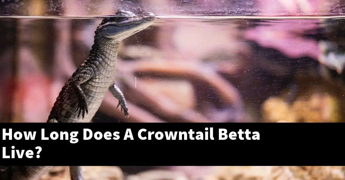 How Long Does A Crowntail Betta Live?