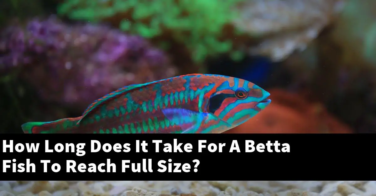 How Long Does It Take For A Betta Fish To Reach Full Size?