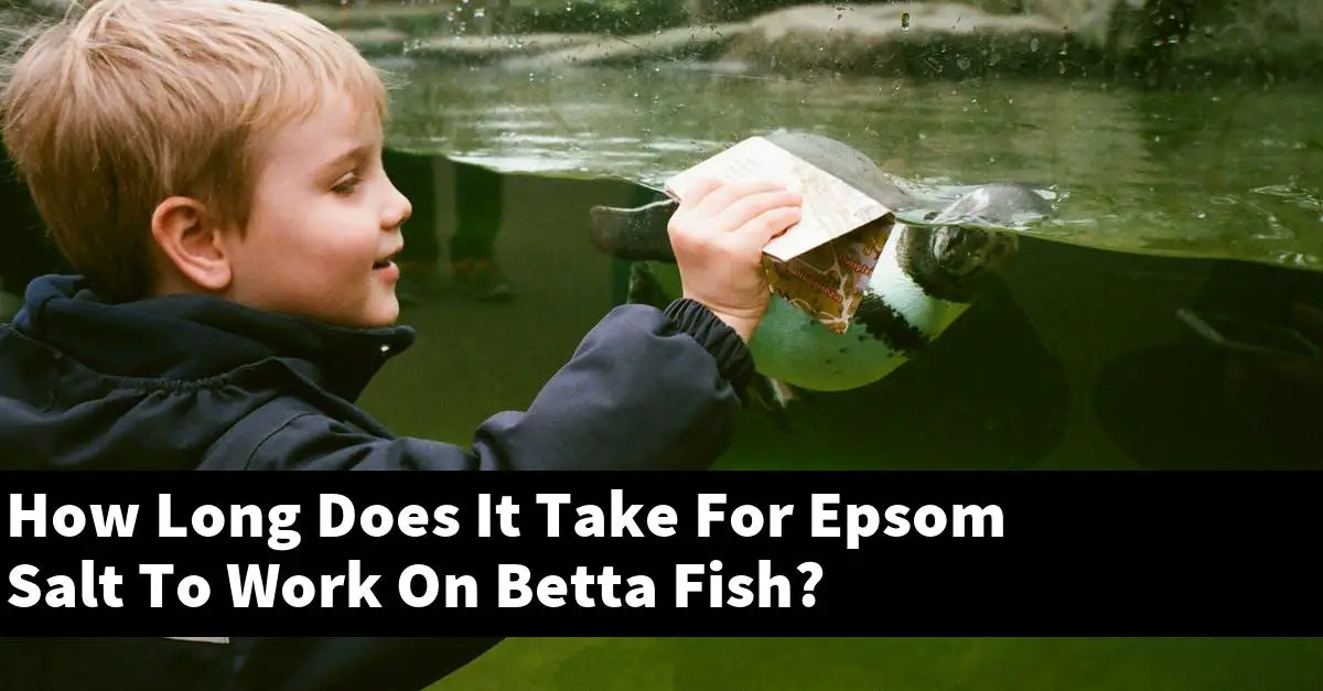 How Long Does It Take For Epsom Salt To Work On Betta Fish?