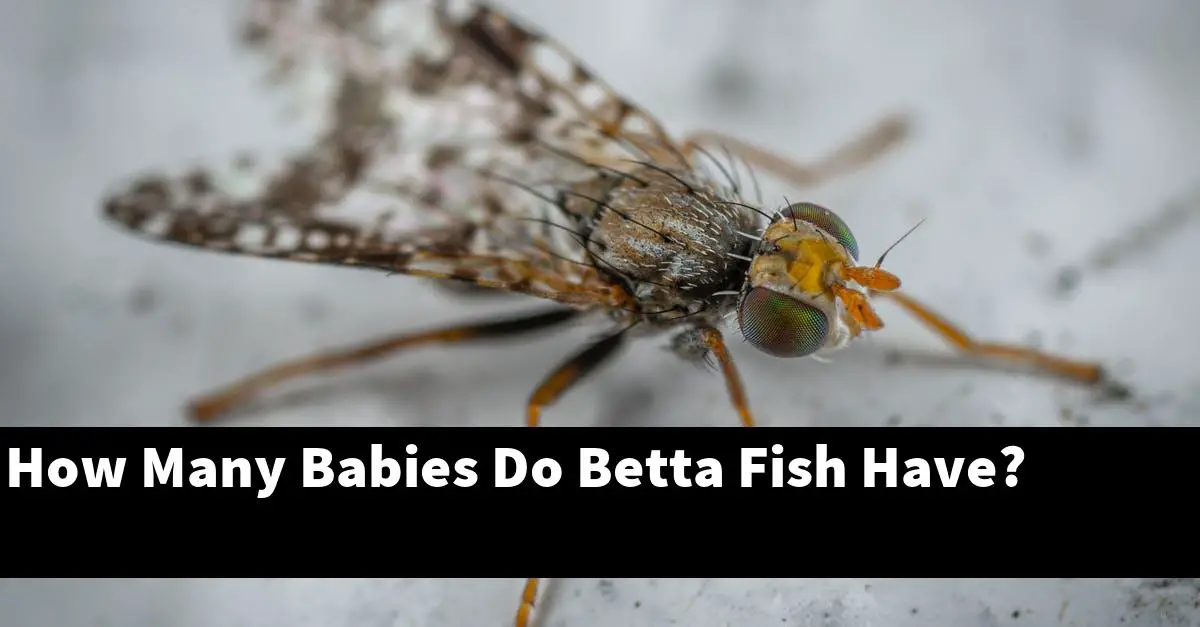 How Many Babies Do Betta Fish Have?