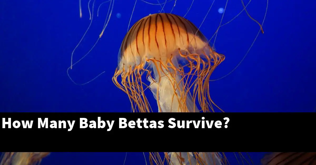 How Many Baby Bettas Survive?