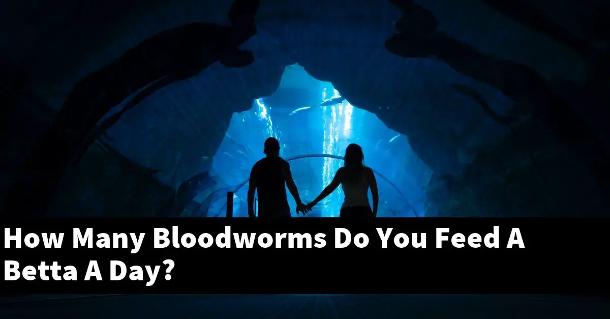 How Many Bloodworms Do You Feed A Betta A Day?