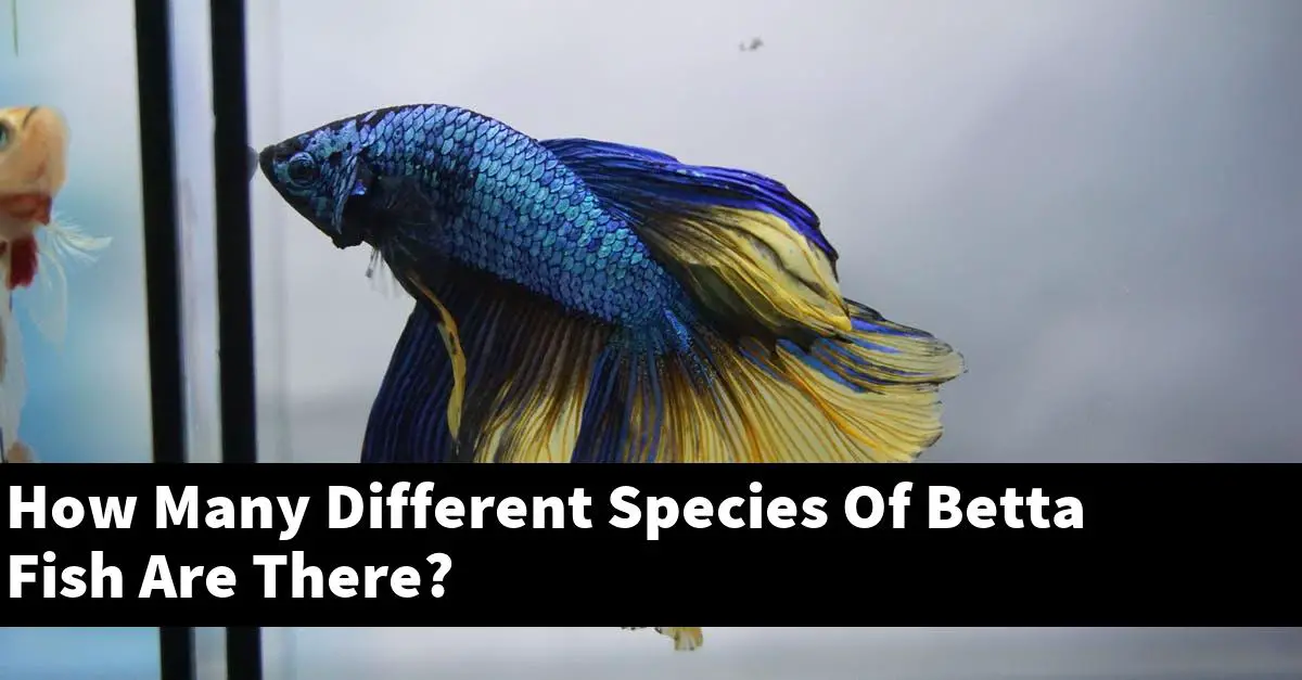 How Many Different Species Of Betta Fish Are There?