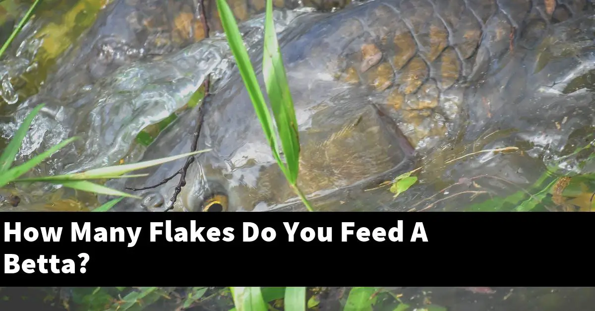How Many Flakes Do You Feed A Betta?