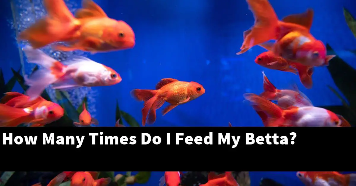 How Many Times Do I Feed My Betta?