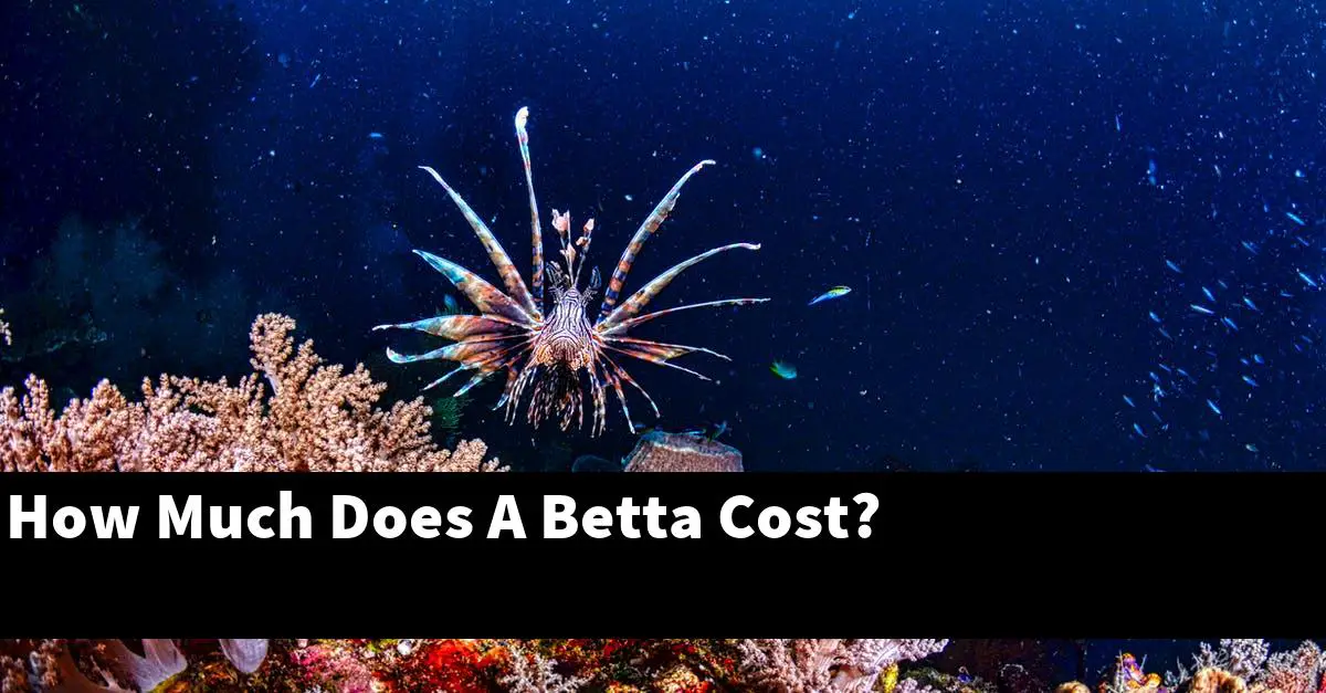 How Much Does A Betta Cost?