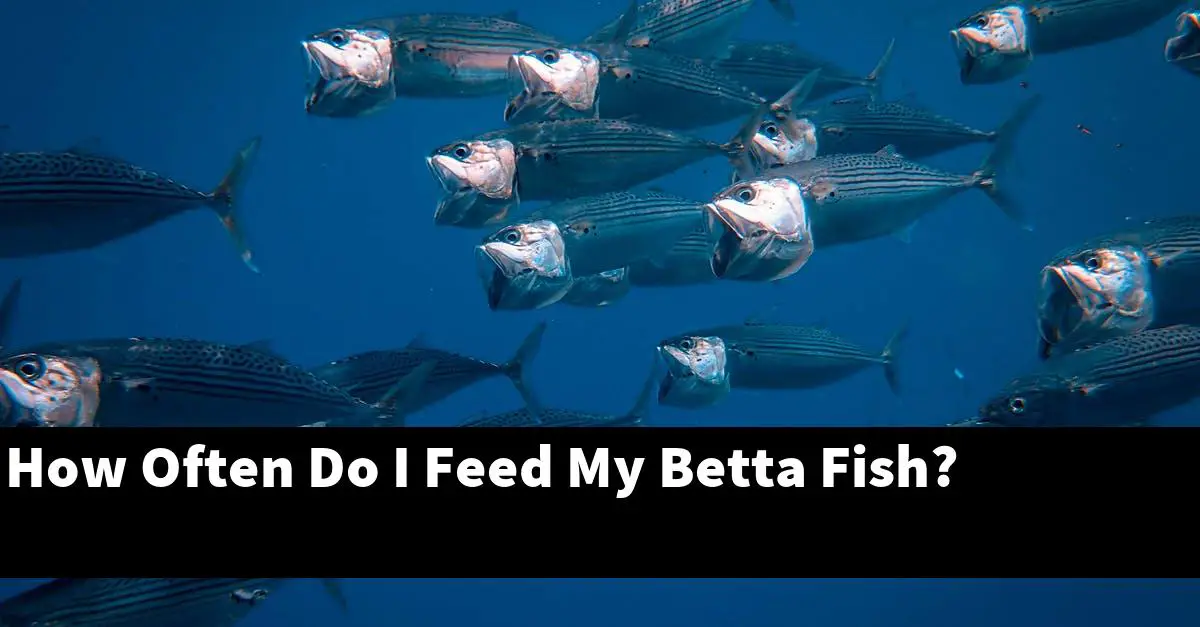How Often Do I Feed My Betta Fish?