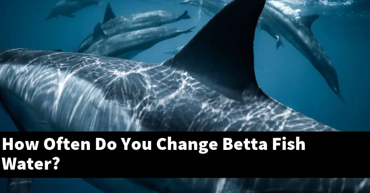 How Often Do You Change Betta Fish Water?
