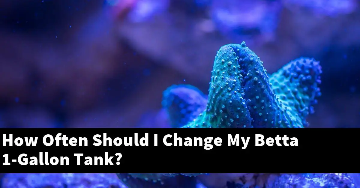 How Often Should I Change My Betta 1-Gallon Tank?